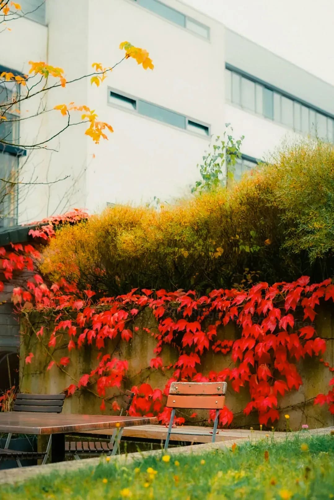Maple Ridge Garden Services 1