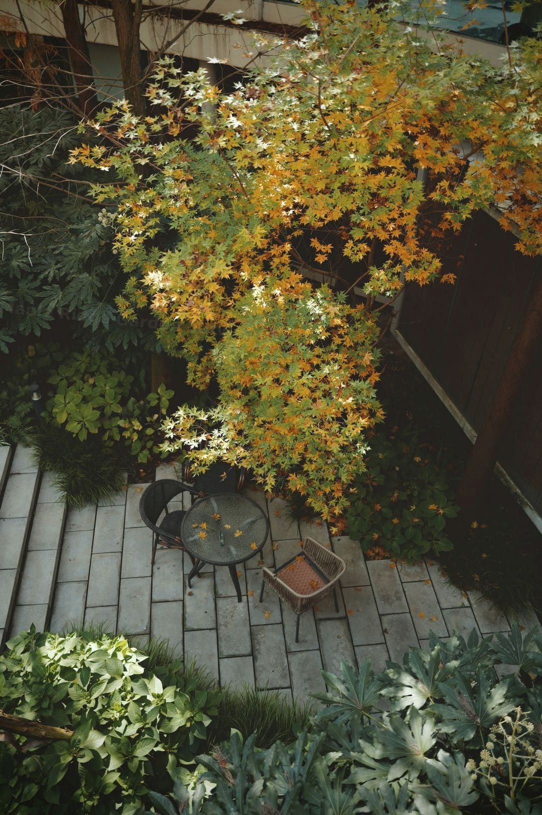 Hedge trimming and pruning